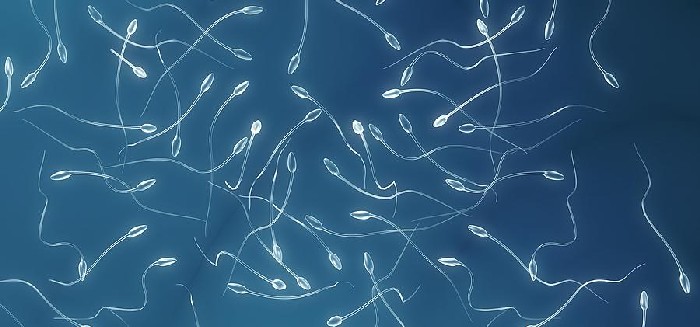 spermatogenez